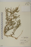 灰綠藜藏品圖，第1張