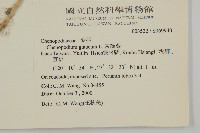 灰綠藜藏品圖，第2張