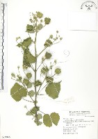 冬葵子藏品圖，第1張