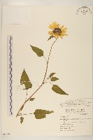 瓜葉向日葵藏品圖，第1張