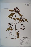 狹葉莢迷藏品圖，第1張