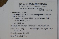 狹葉莢迷藏品圖，第2張