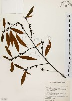 山胡椒藏品圖，第1張