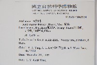 臺灣樹參藏品圖，第2張