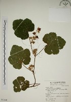 寒莓藏品圖，第1張