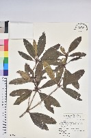 西施花、青紫木藏品圖，第1張