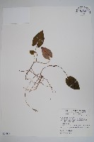 鴛鴦湖細辛藏品圖，第1張