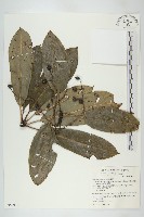 耿氏虎皮楠藏品圖，第1張