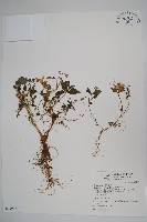 紫花鳳仙花藏品圖，第1張