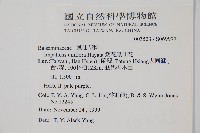 紫花鳳仙花藏品圖，第2張