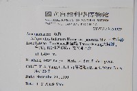 日本牛膝藏品圖，第2張