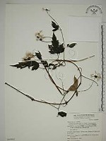 巴氏鐵線蓮藏品圖，第1張