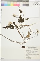 巴氏鐵線蓮藏品圖，第2張