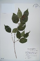 紅子莢迷藏品圖，第1張