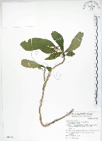 同蕊草、異色線柱苣苔藏品圖，第1張
