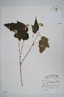 水鴨腳藏品圖，第1張