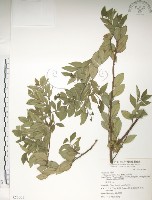 紅雞油、榔榆藏品圖，第1張