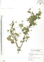 冬葵子藏品圖，第1張