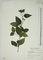 馬櫻丹藏品圖，第1張