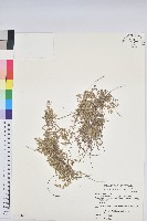 匐根大戟藏品圖，第1張