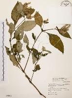 臺灣鱗球花藏品圖，第1張