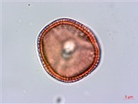 臺灣鱗球花藏品圖，第2張