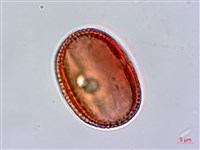 臺灣鱗球花藏品圖，第3張