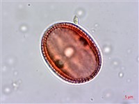 臺灣鱗球花藏品圖，第4張