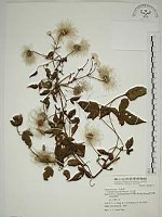 小木通藏品圖，第1張