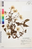 小木通藏品圖，第2張