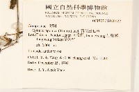 黃花三七草藏品圖，第2張