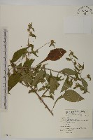 黃金珠藏品圖，第1張