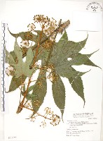 臺灣八角金盤藏品圖，第1張