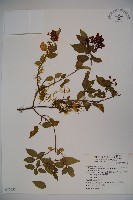 狹葉莢迷藏品圖，第1張