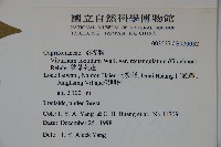 狹葉莢迷藏品圖，第2張