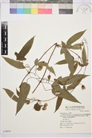 森氏鐵線蓮藏品圖，第2張