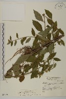 山白蘭藏品圖，第1張