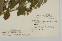 山白蘭藏品圖，第2張