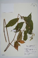 日本牛膝藏品圖，第1張