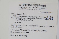 日本牛膝藏品圖，第2張