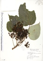 山桐子藏品圖，第1張