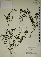 爵床藏品圖，第1張