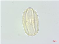 野當歸藏品圖，第1張