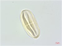 野當歸藏品圖，第2張