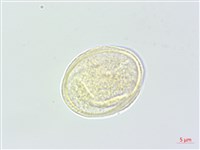 野當歸藏品圖，第3張