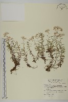 玉山抱莖籟簫藏品圖，第1張