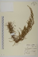 細葉山艾藏品圖，第1張