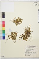 鹿場毛茛藏品圖，第1張