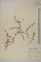 小花繁縷藏品圖，第1張