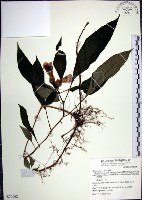 角桐草、台灣半蒴苣苔藏品圖，第1張